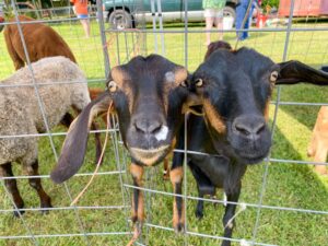 three goats in a fenced in area with grass