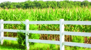 a white fence in front of a corn field