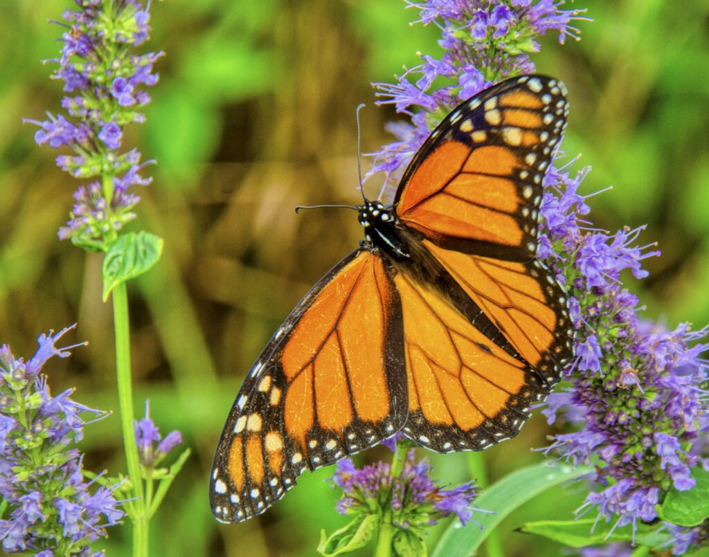 a large orange butterfly sitting on a purple flower